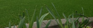 grass-header-1